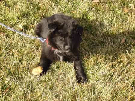 first leash walk to the park