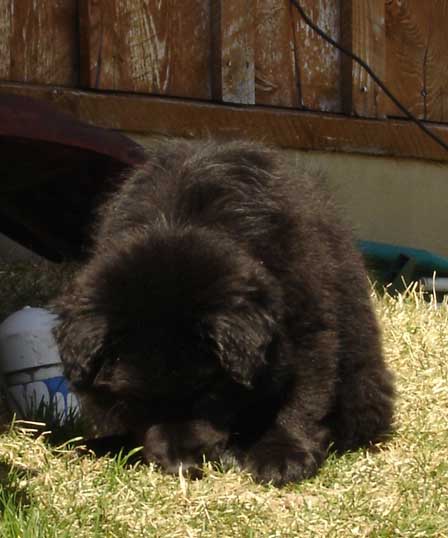 i am a little bear cub