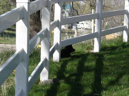 Hey cal i can go under the fence